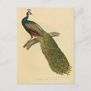 Illustration paon postcard