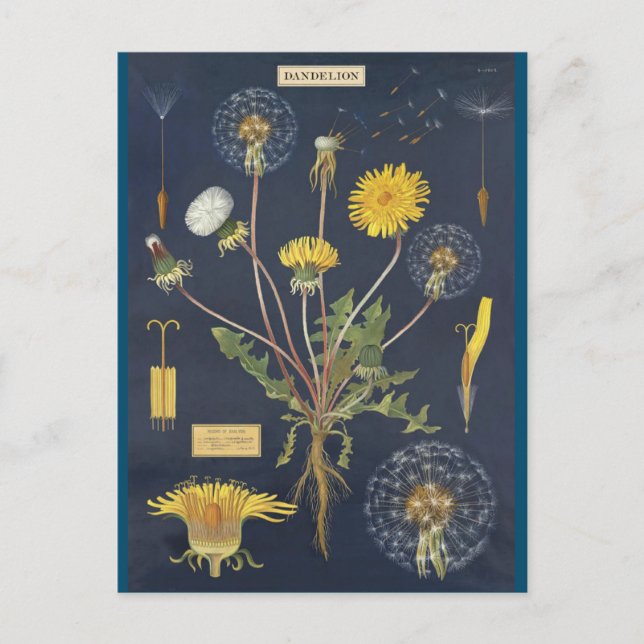 Illustration pissenlit postcard (Front)