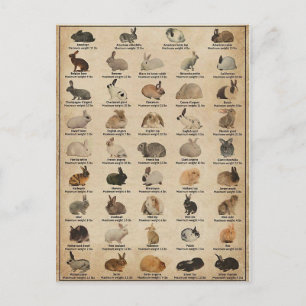 Illustration Rabbits Postcard