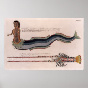 Illustrations of a siren and lobster poster