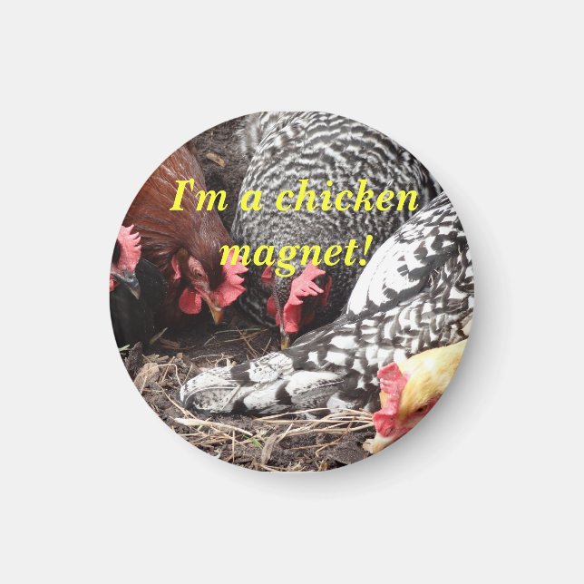 "I'm a Chicken Magnet!" magnet (Front)
