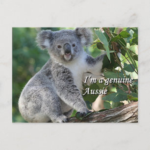 I'm a genuine Aussie: cute cuddly Australian koala Postcard