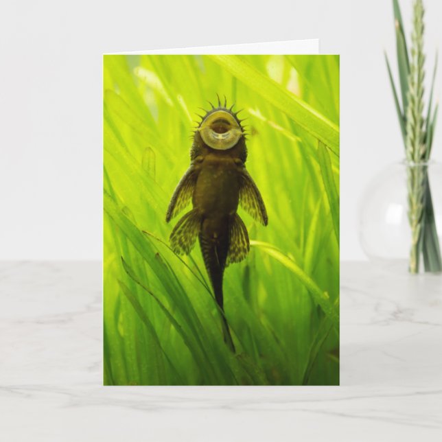 I'm a Sucker for You: Sucker Fish Greeting Card (Front)