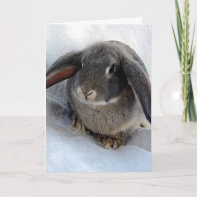 I'm All Ears For You Funny Rabbit Card (Front)