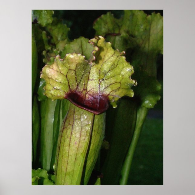 I'm carnivorous! poster (Front)