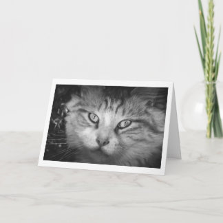 I'm Missing You Greeting Card - B&W Kitty