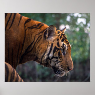 I'm not a kitten. Weapon - the tiger Poster