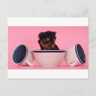 I'm not a Tea Cup Poodle! Postcard