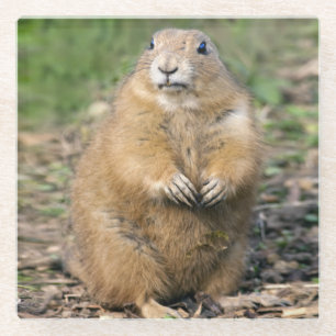 I'm Not Fat, I'm Cuddly Glass Coaster