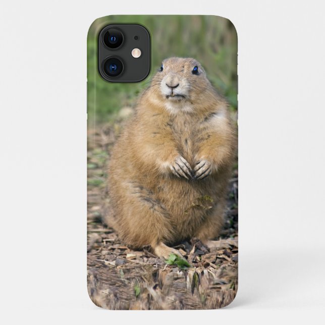 I'm Not Fat, I'm Cuddly iPhone 11 Case (Back)