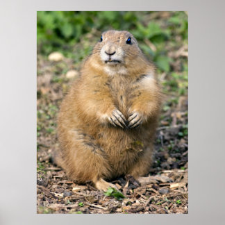 I'm not Fat, I'm Cuddly Print