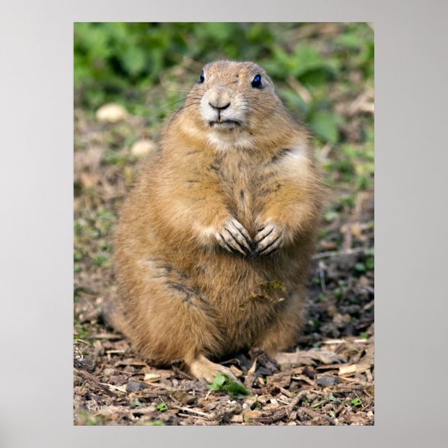 I'm not Fat, I'm Cuddly Print (Front)