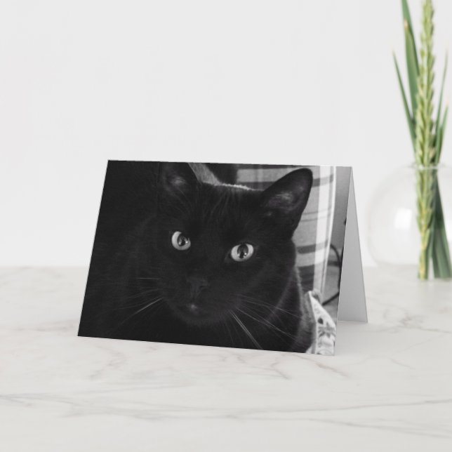 I'm Shocked Black Cat Birthday Card (Front)