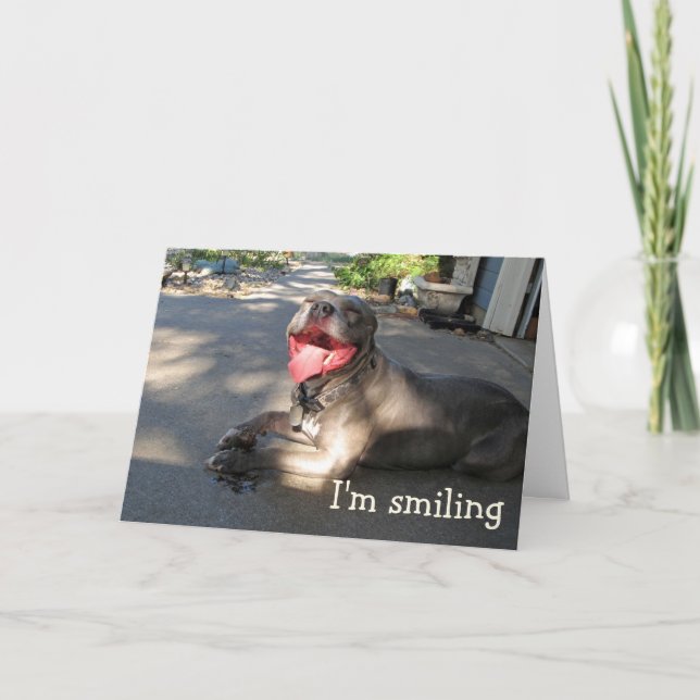 I'm Smiling Pitbull Anniversary Card (Front)