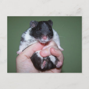 I'm so cute Noah Postcard