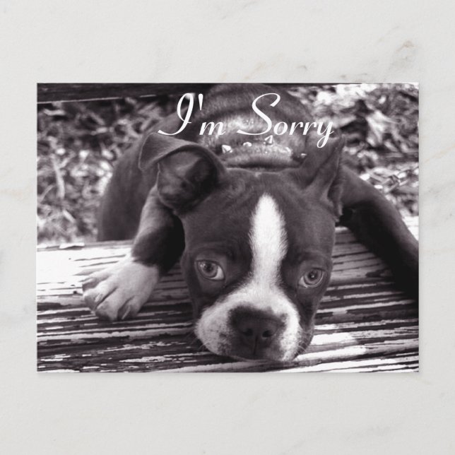 I'm Sorry Card (Front)