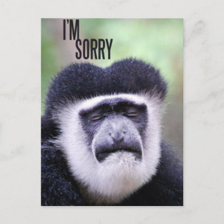 I'm sorry Monkey Postcard