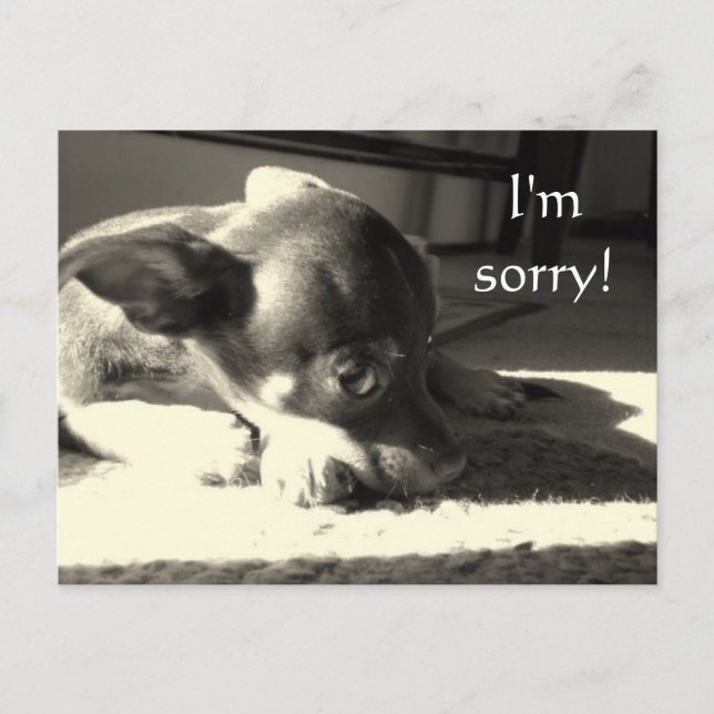 I'm sorry! postcard (Front)