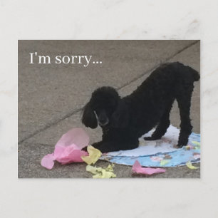 I'm Sorry postcard, poodle postcard, dog postcard