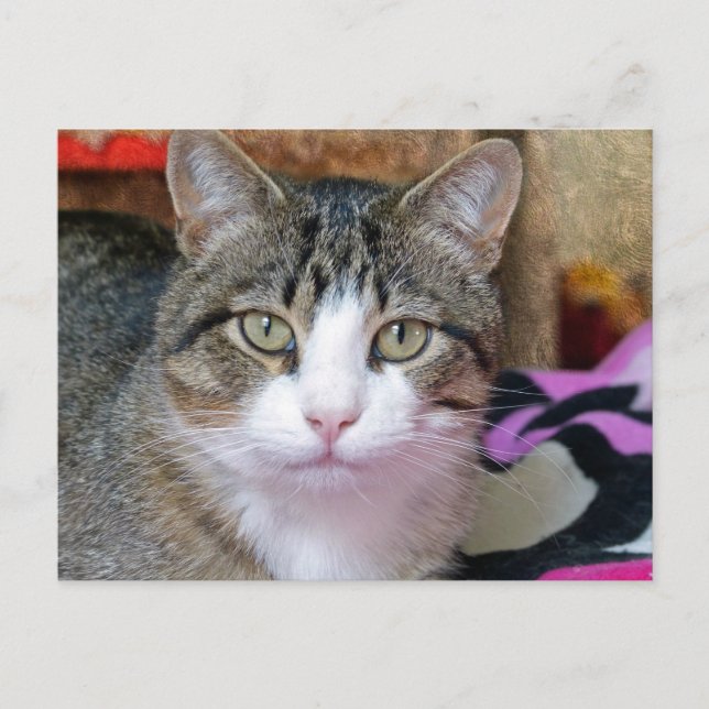 I'm Thinking Cat Postcard (Front)