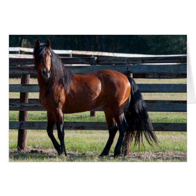 I'm To Sexy (Front Horizontal)