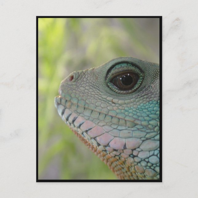 I'm watching you - Postcard (Front)