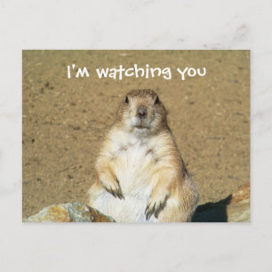 "I'm Watching You" Prairie Dog Postcard