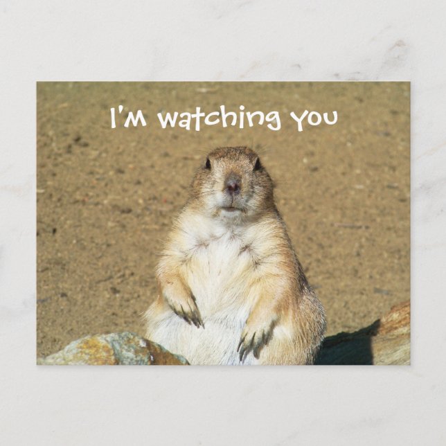 "I'm Watching You" Prairie Dog Postcard (Front)