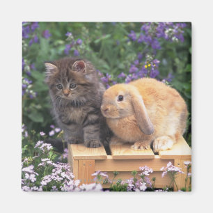 Image of a Kitten and a Lop Ear Rabbit Standing Magnet