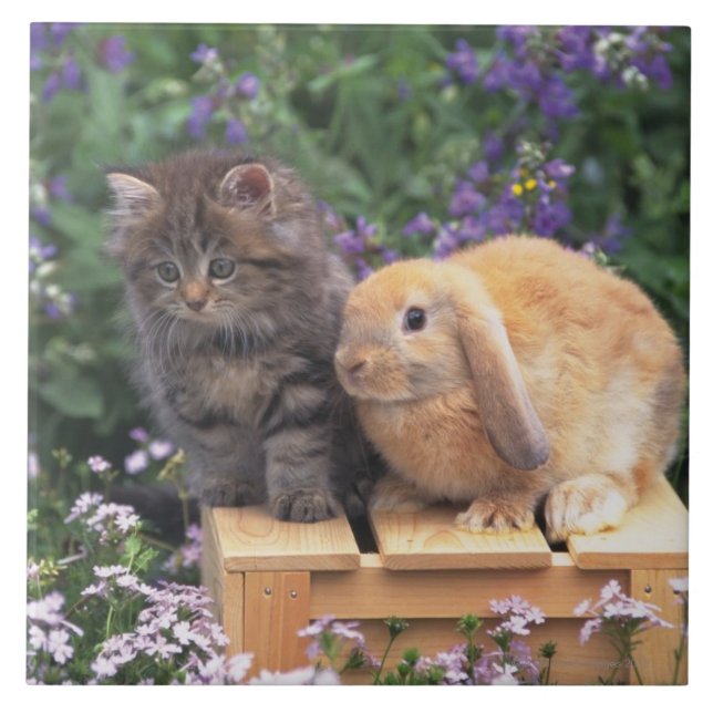 Image of a Kitten and a Lop Ear Rabbit Standing Tile (Front)