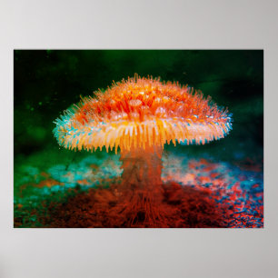 Image of a Wild Mushroom on the Ocean Floor Wall Poster