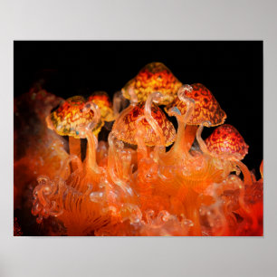 Image of Beautiful Mushrooms on Ocean Floor Wall Poster