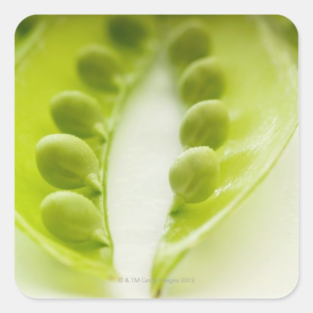 Image of three open pea pods, extreme close-up square sticker (Front)