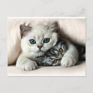 imagem de gata e filho postcard