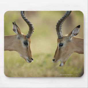 Imapla (Aepyceros melampus) wanting to fight, Mouse Mat