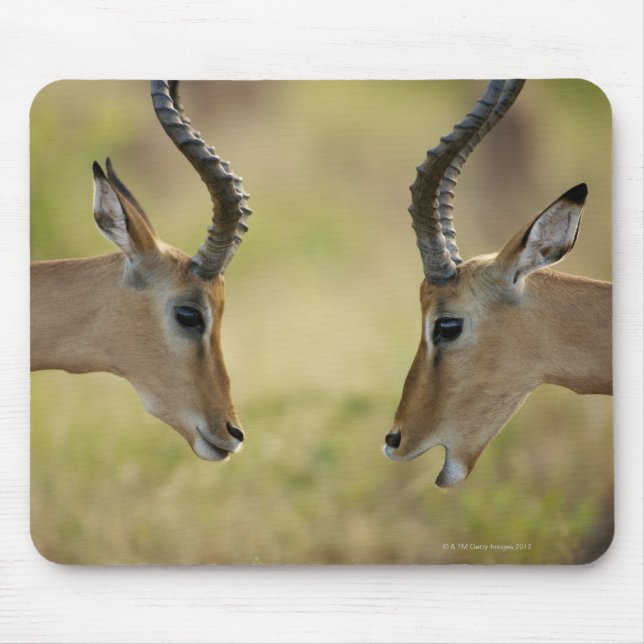 Imapla (Aepyceros melampus) wanting to fight, Mouse Mat (Front)