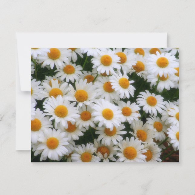 IMG_0066  Daisy Lovers (Front)