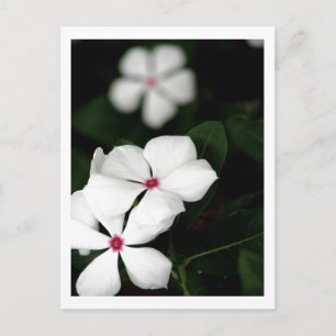 IMG_0236 POSTCARD