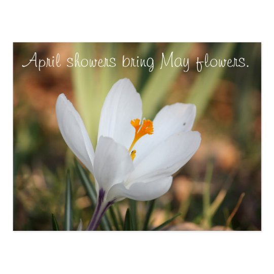 IMG_0371, April showers bring May flowers. Postcard
