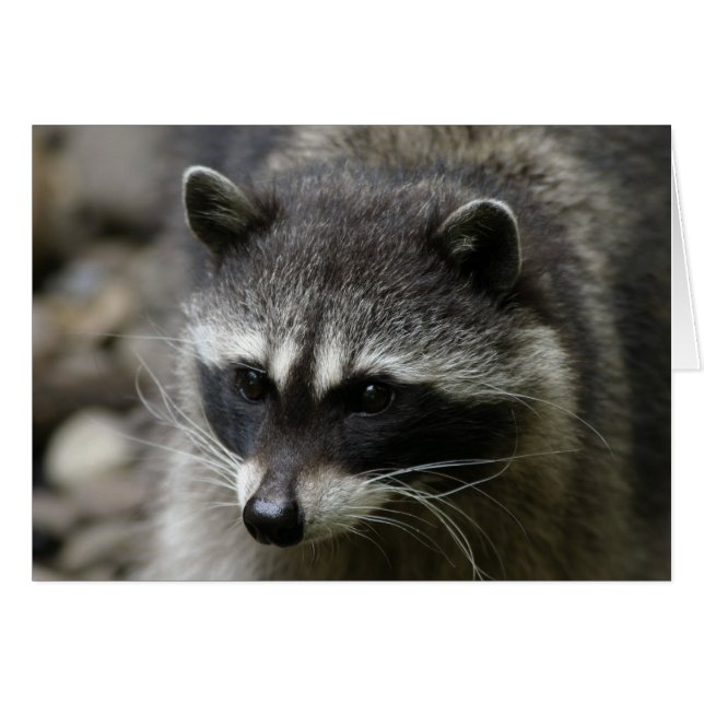 IMG_0667_raccoon_5x7 (Front Horizontal)