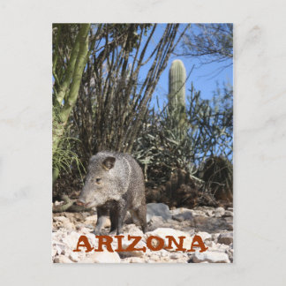 IMG_0830, ARIZONA POSTCARD