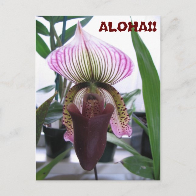 IMG_1248, ALOHA!!  Postcard (Front)