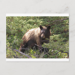 IMG_1319_1 POSTCARD