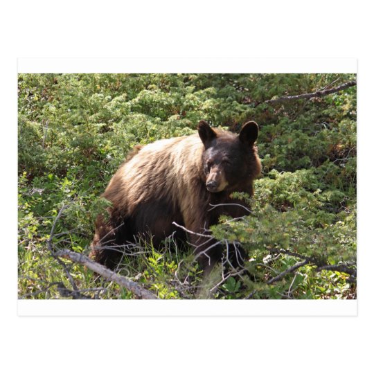 IMG_1319_1 POSTCARD