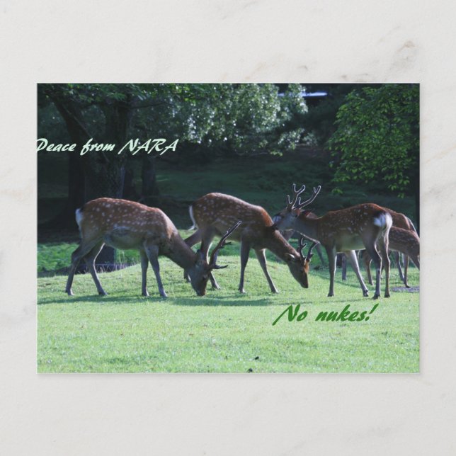 IMG_1699 nara Postcard (Front)