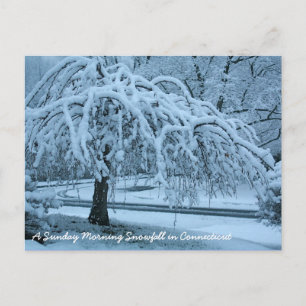 IMG_2425_2, A Sunday Morning Snowfall in Connec... Postcard