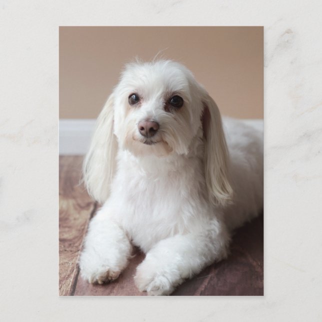 IMG_4050 POSTCARD (Front)