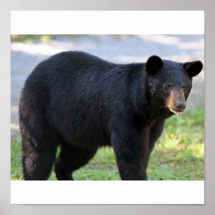 IMG_5587_edited Poster