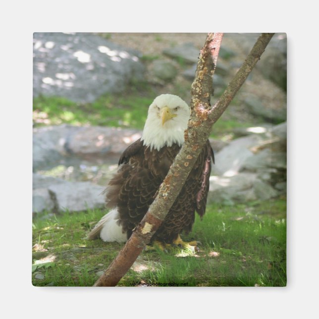 IMG_6126, upliftingphotography.net  America Magnet (Front)