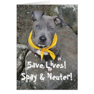 IMG_6802, Save Lives!  Spay & Neuter!
